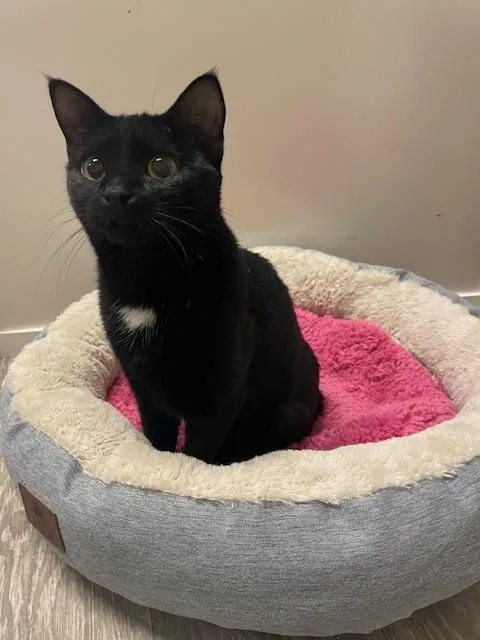 Cp  Nc Locket thumbnail 2