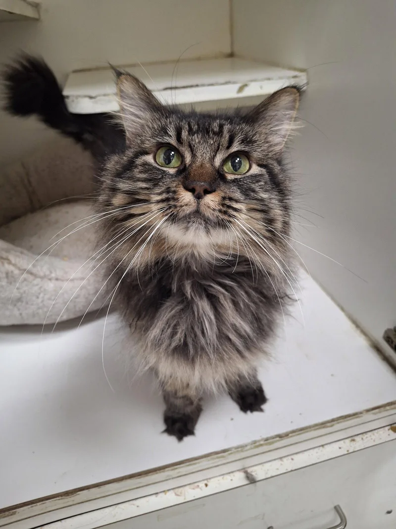 An adult medium-sized female Maine Coon cat named Lizzie realbeauty for adoption in Houston, TX