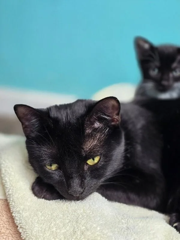 Dinah Mite thumbnail 2