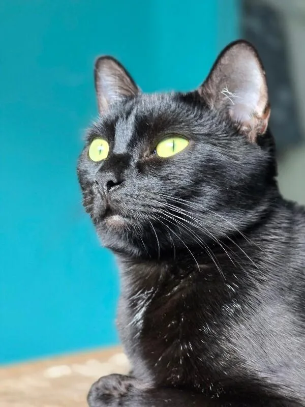 Dinah Mite thumbnail 3