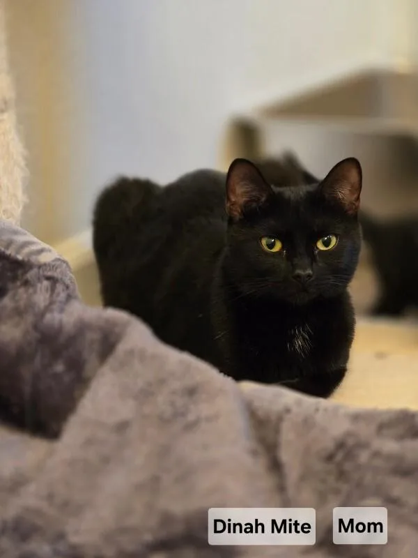 Dinah Mite thumbnail 4