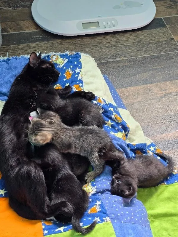 Dinah Mite thumbnail 5