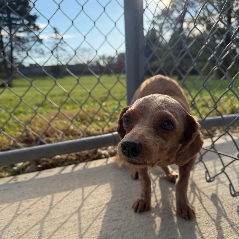 An adult small-sized male Brown / Chocolate Miniature Poodle dog named Doughnut for adoption in Delaware, OH