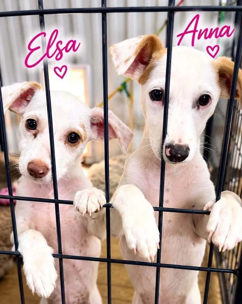 Elsa thumbnail 3