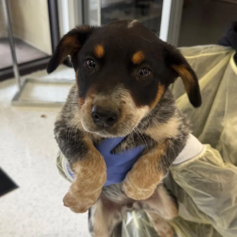 A baby small-sized male Black Cattle Dog dog named Buster A for adoption in Mission Hills, CA
