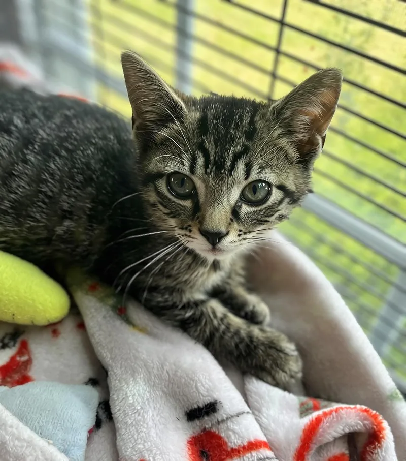 A baby medium-sized female Tabby (Brown / Chocolate) Domestic Short Hair cat named Infinity for adoption in Seville, OH