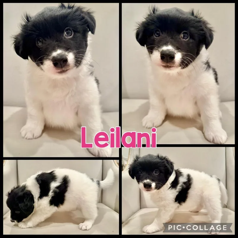 Leilani thumbnail 2