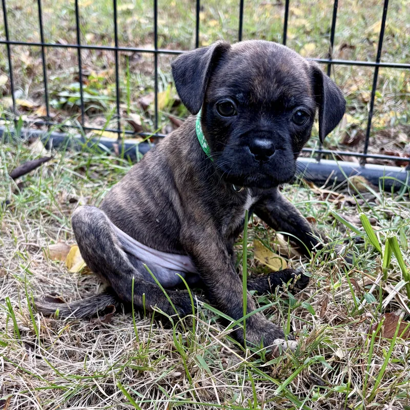 A baby small-sized male Boston Terrier dog named Flannel for adoption in Murphysboro, IL