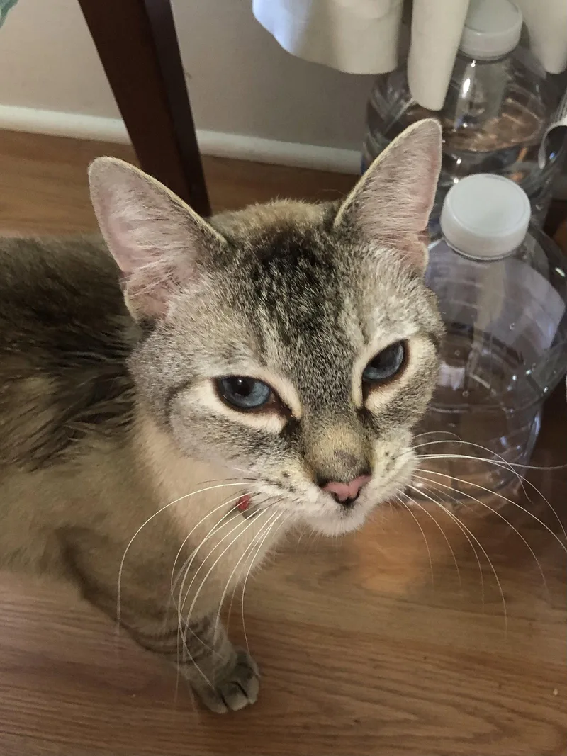 An adult medium-sized male Domestic Short Hair cat named Blue for adoption in Stewartsville, NJ