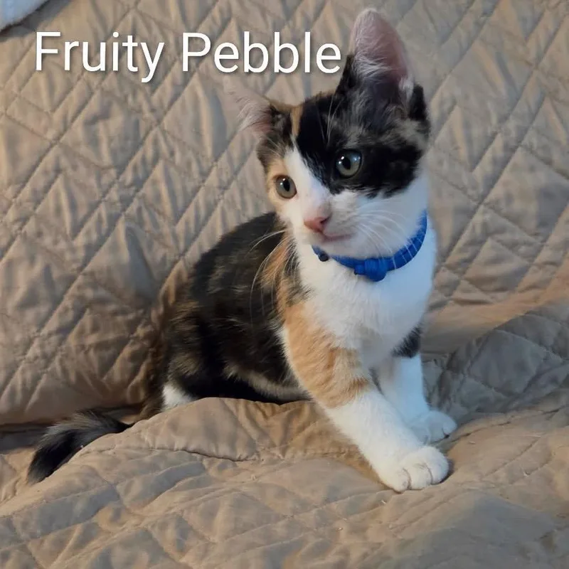 A baby small-sized female Calico Domestic Short Hair cat named Fruity Pebble for adoption in Orangevale, CA