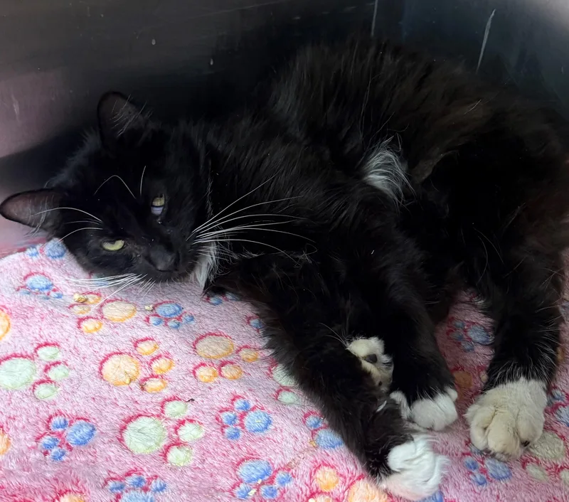 An adult medium-sized female Black & White / Tuxedo Domestic Short Hair cat named Fishstick for adoption in Edison, NJ
