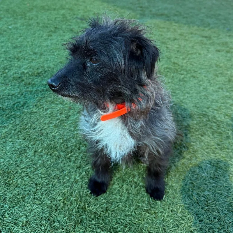 A senior small-sized male Black Terrier dog named Sharko for adoption in Idaho Falls, ID