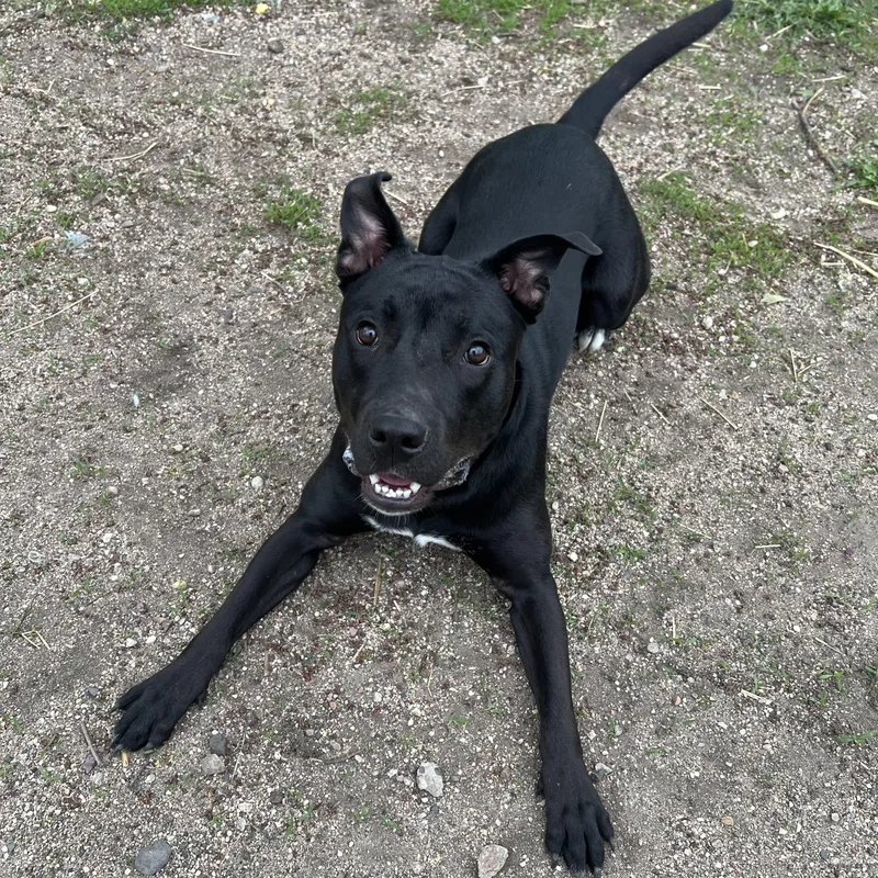 Oscar No Fee