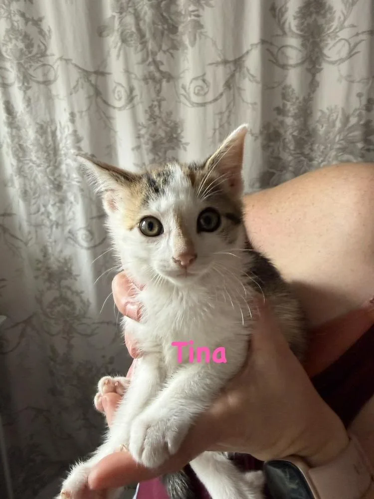 A baby small-sized female Black & White / Tuxedo Domestic Short Hair cat named Tina for adoption in Telford, PA