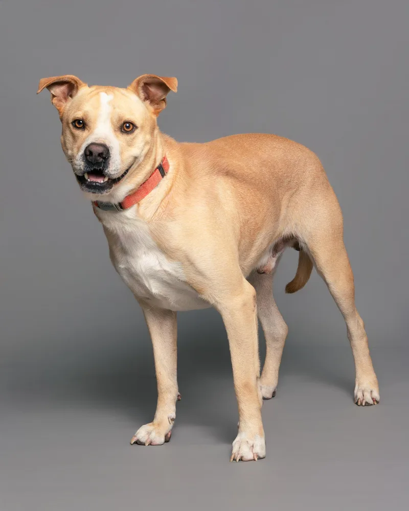 Franklin thumbnail 3