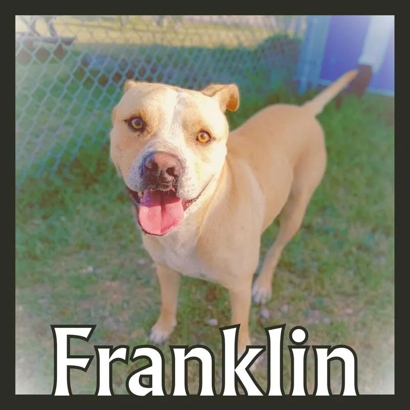 Franklin thumbnail 4