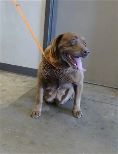 An adult extra large-sized female Labrador Retriever dog named Maggie for adoption in Ontario, CA