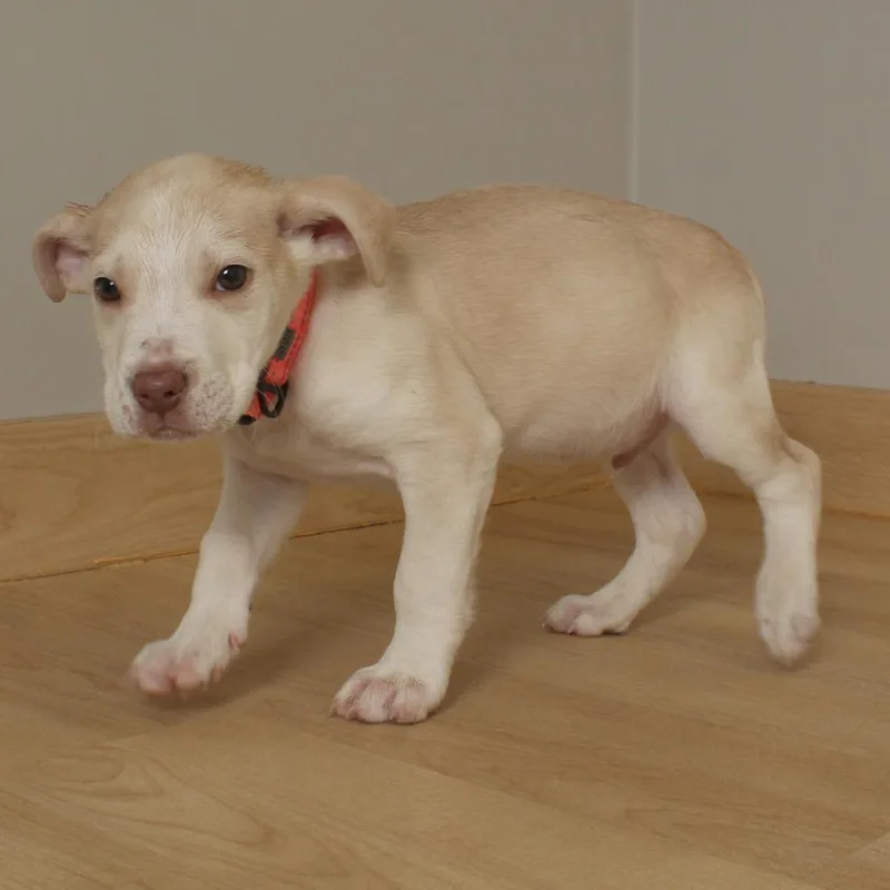 A baby large-sized male White / Cream Shepherd dog named Sprinkler D for adoption in Minnetonka, MN