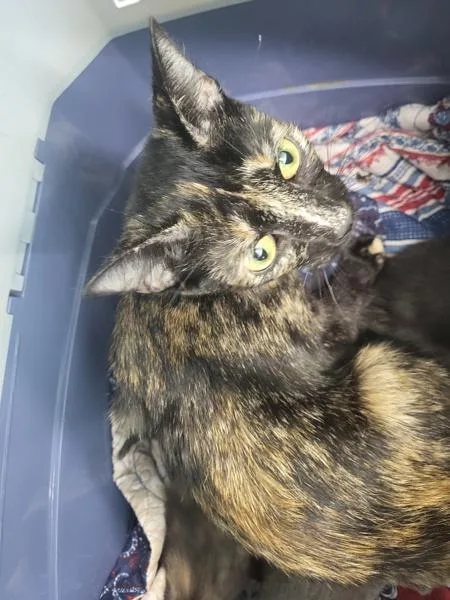 An adult small-sized female Domestic Short Hair cat named Fm for adoption in Lawrenceville, GA