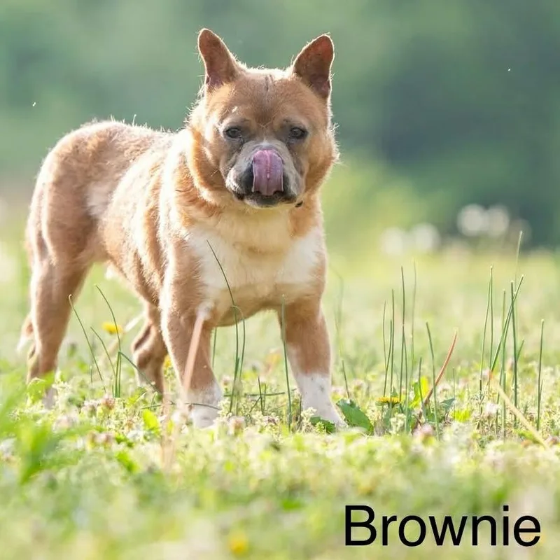 Brownie