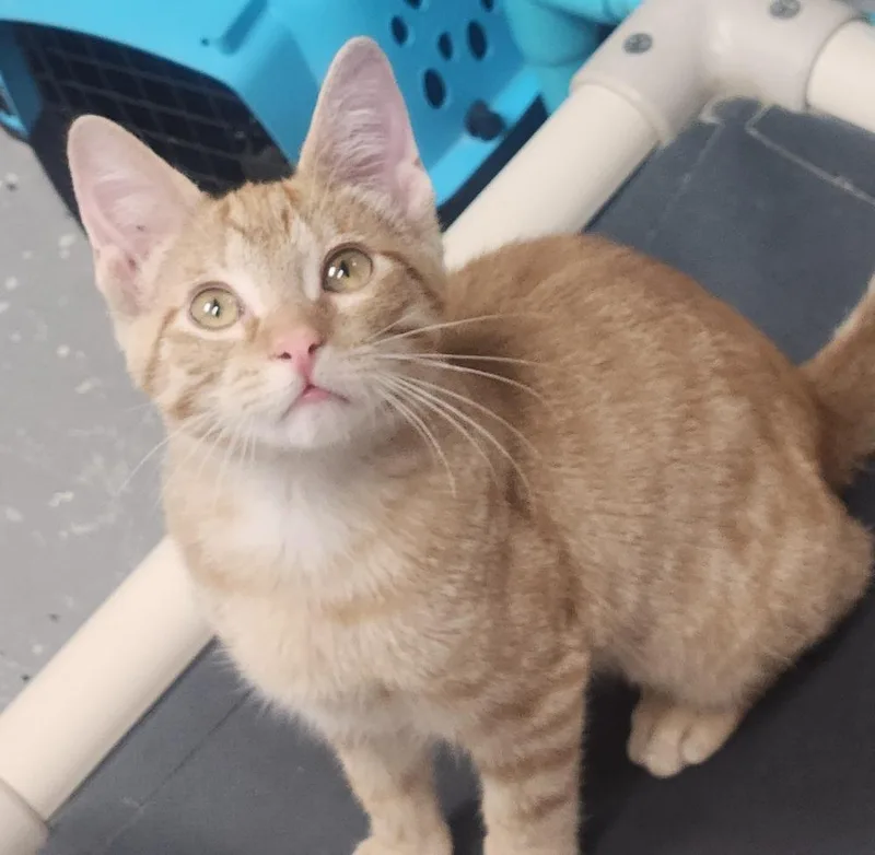 CEDAR @ petstmart jackson