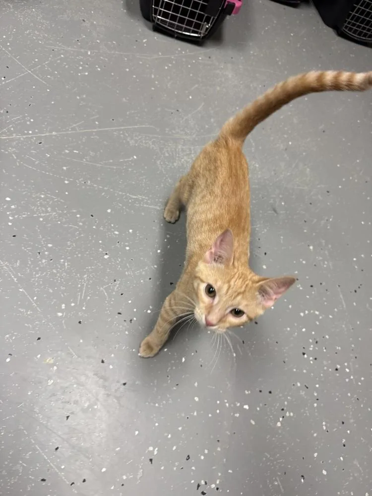CEDAR @ petstmart jackson thumbnail 2