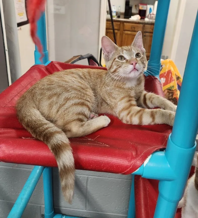 CEDAR @ petstmart jackson thumbnail 3