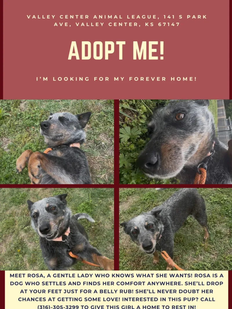 A young medium-sized female Australian Cattle Dog / Blue Heeler dog named Rosa for adoption in Valley Center, KS