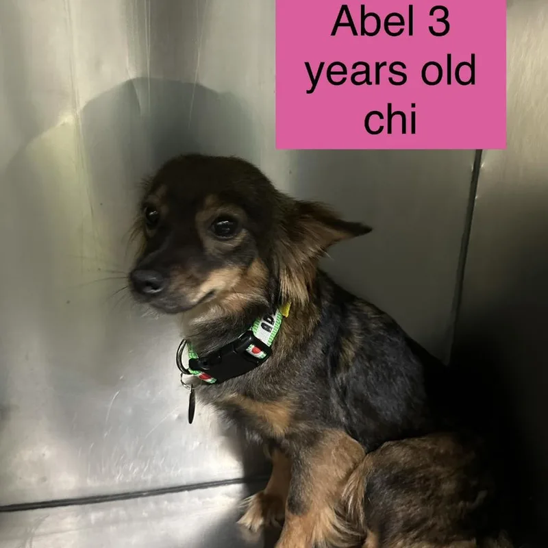 An adult small-sized female Brown / Chocolate Chihuahua dog named Abel for adoption in Tampa, FL