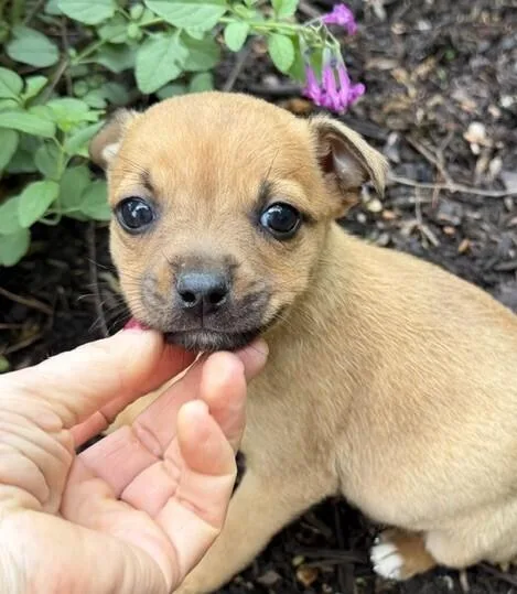 Baby Flower thumbnail 2