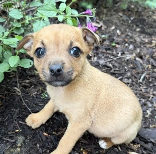 Baby Flower thumbnail 3