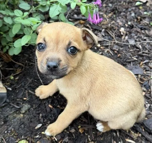 Baby Flower thumbnail 4
