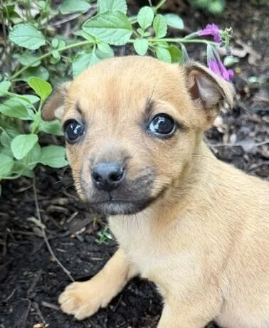 Baby Flower thumbnail 5