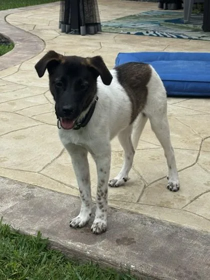 An adult medium-sized female Belgian Shepherd / Malinois dog named Nutella for adoption in Mansfield, TX