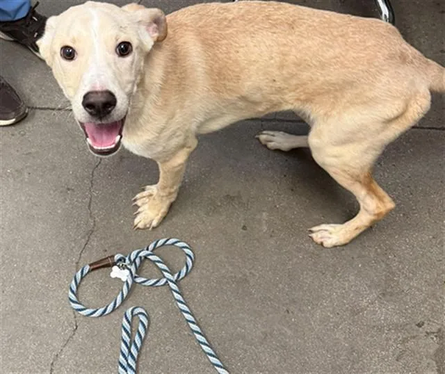 A young small-sized male Labrador Retriever dog named Frost for adoption in Tucson, AZ