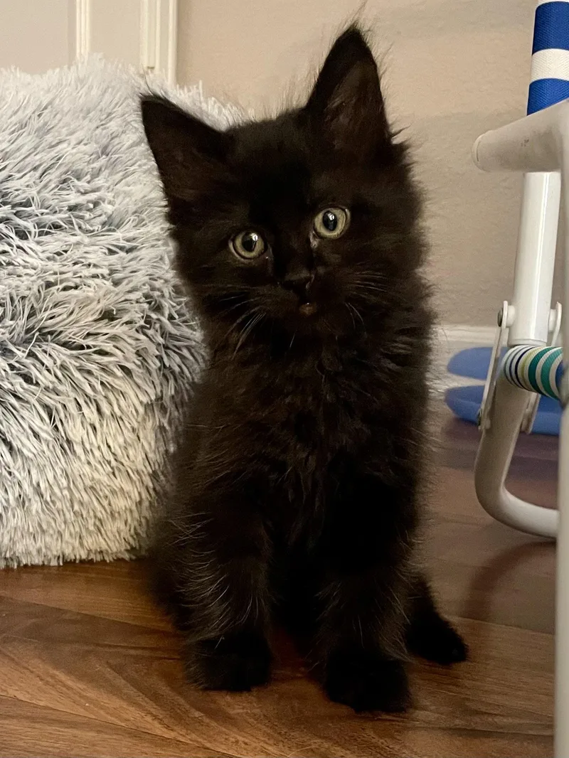 A young medium-sized male Black Domestic Medium Hair cat named Pinky for adoption in Aurora, CO