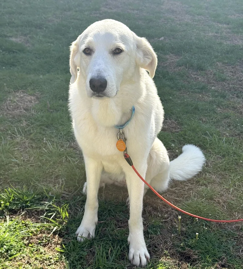 A young medium-sized female White / Cream Great Pyrenees dog named Sammy for adoption in Brooklyn, NY