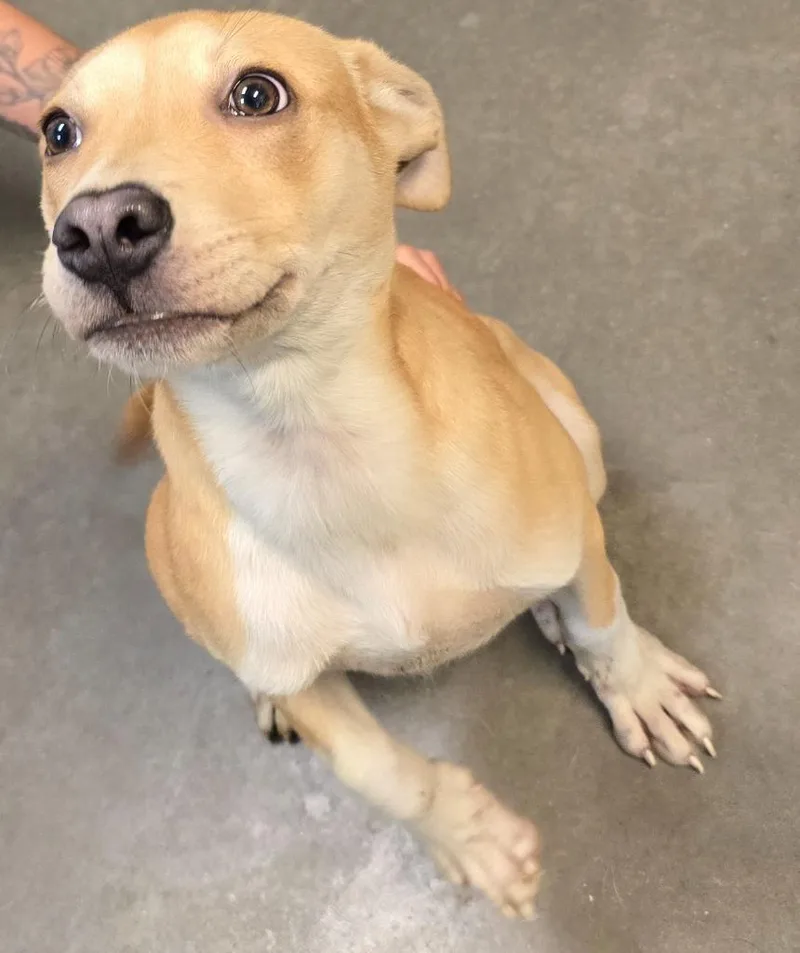 A baby medium-sized female Terrier dog named Anastasia for adoption in Murphysboro, IL