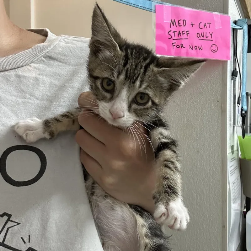 A baby small-sized female Brown / Chocolate Domestic Short Hair cat named Coral for adoption in Point Richmond, CA