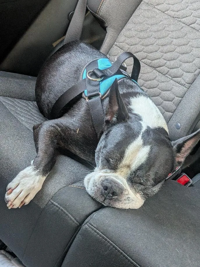 An adult small-sized male Boston Terrier dog named Boudreaux in MO for adoption in Elkhorn, NE