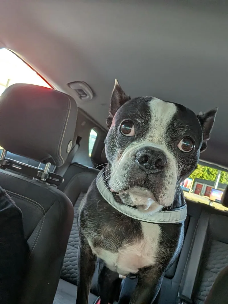 Boudreaux in MO thumbnail 2