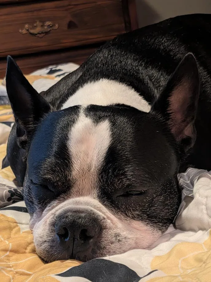 Boudreaux in MO thumbnail 6