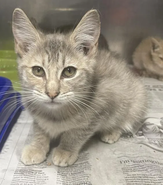 A baby medium-sized female Tabby cat named Luna for adoption in Wasco, CA