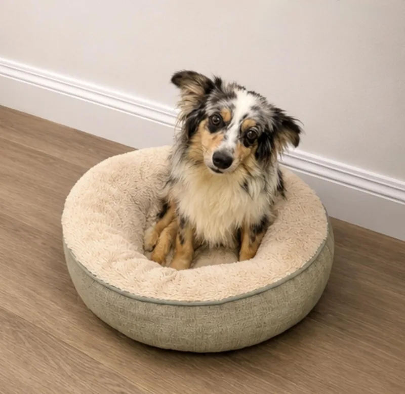 An adult small-sized male Merle (Blue) Australian Shepherd dog named Scout for adoption in Baton Rouge, LA