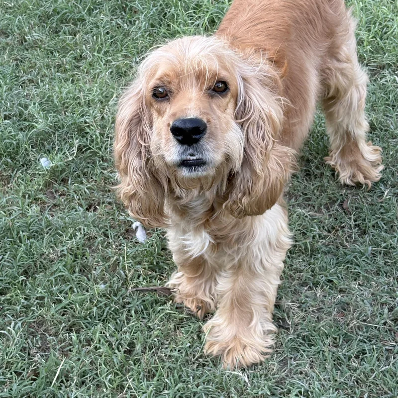 An adult small-sized male Golden Cocker Spaniel dog named Copper for adoption in Mcallen, TX