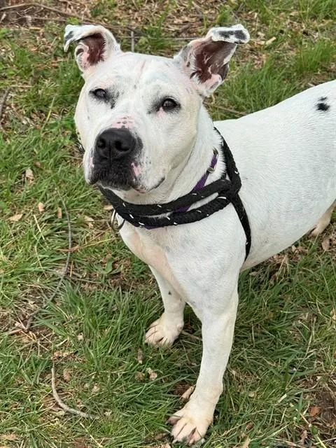 An adult medium-sized female Terrier dog named Astra for adoption in Olivette, MO