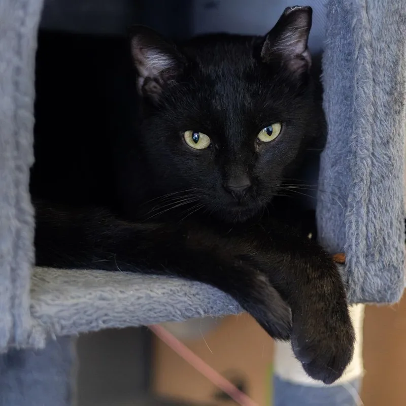 An adult medium-sized male Black Domestic Short Hair cat named Farmer Joe for adoption in Newark, DE