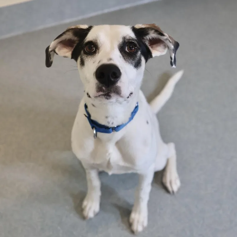 A young small-sized female White / Cream Hound dog named Carly for adoption in Briarcliff Manor, NY
