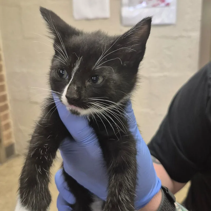 A baby small-sized female Black Domestic Short Hair cat named Nala for adoption in Birmingham, AL