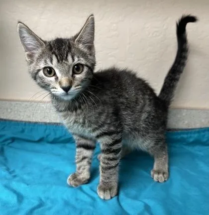 A young small-sized female Domestic Short Hair cat named Skyler for adoption in Phoenix, AZ